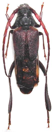 Psephactus remiger insularis