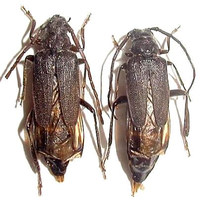Psephactus scabripennis