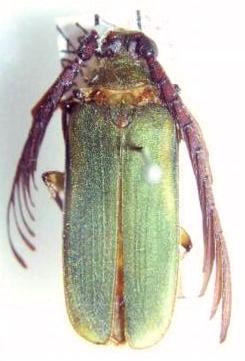 Rhipidocerus australasiae