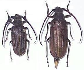 Sarmydus antennatus