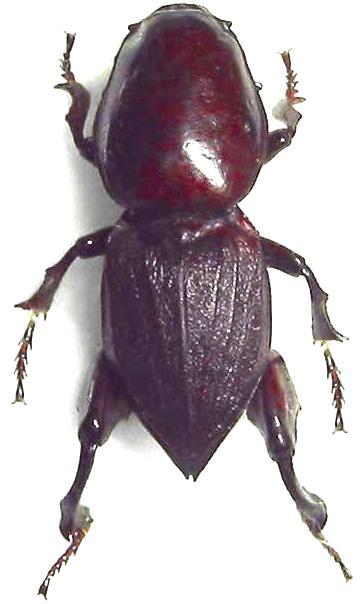 Hypocephalus armatus