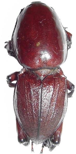 Hypocephalus armatus