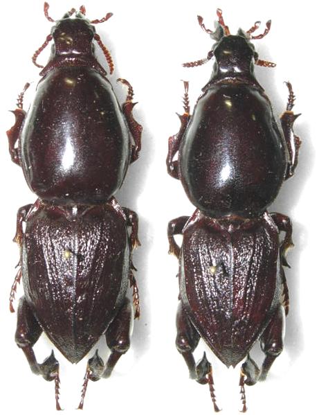Hypocephalus armatus