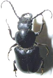 Migdolus fryanus