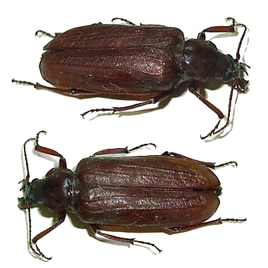 Pathocerus wagneri