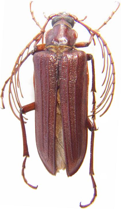 Pathocerus wagneri