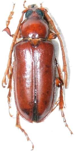 Pseudopathocerus humboldti
