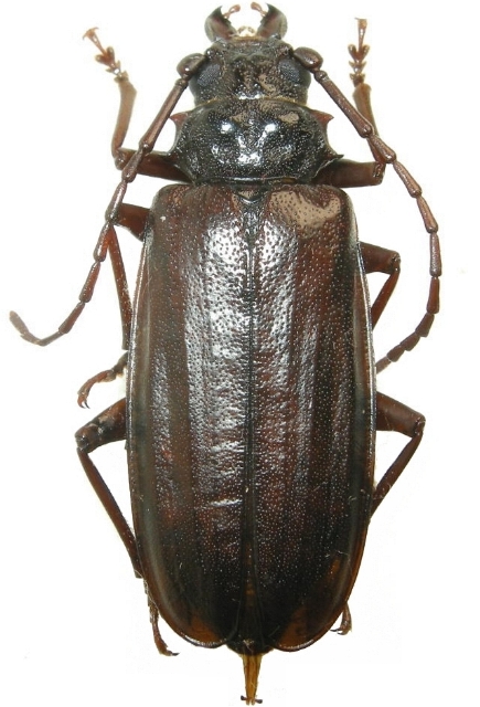 Cacodacnus hebridanus 