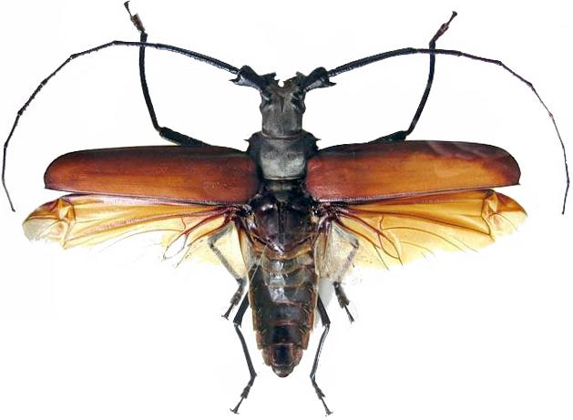 ペルーカミキリムシ　Callipogon Armillatus ？約112mm ペルーカミキリムシ Callipogon Armillatus ？約112mm Prioninae