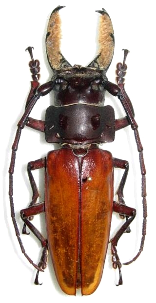 Callipogon (Callipogon) barbatus