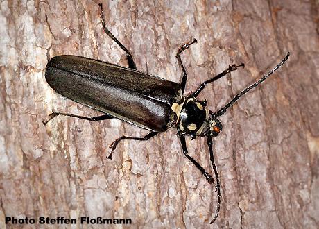 Callipogon (Eoxenus) relictus