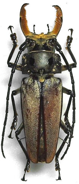 Callipogon (Callipogon) senex