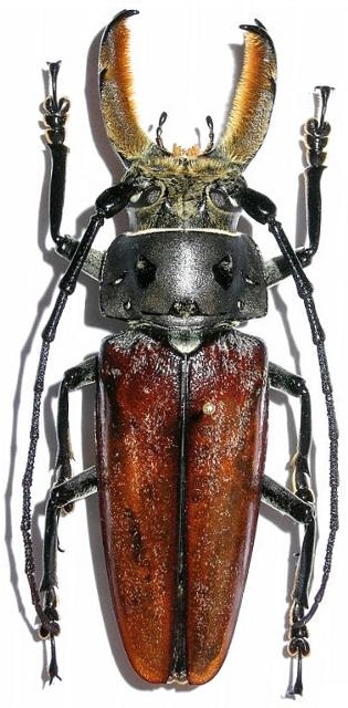 Callipogon (Callipogon) barbatus