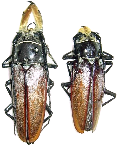 Callipogon (Callipogon) senex