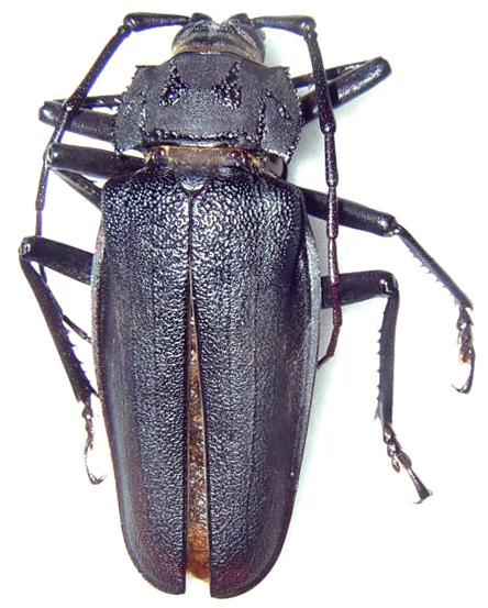 Ctenoscelis acanthopus