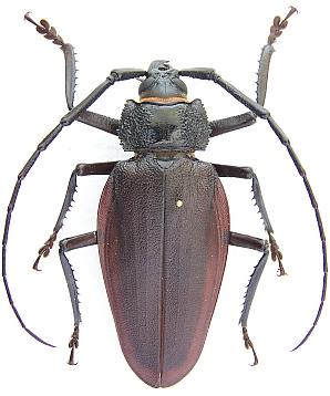 Ctenoscelis coeus