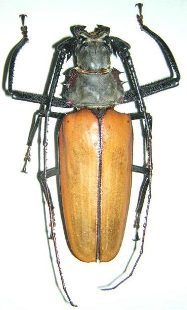 Enoplocerus armillatus
