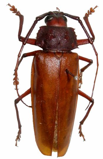 Callergates gaillardoti