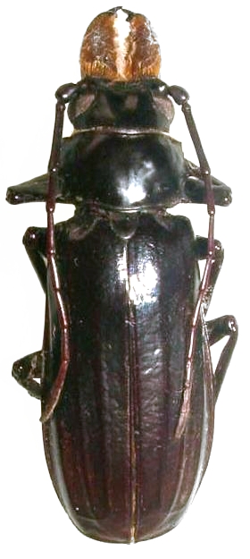 Jamwonus subcostatus