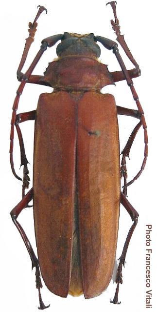 Orthomegas cinnamomeus