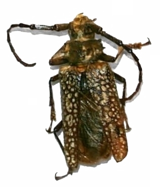 Callipogon (Spiloprionus) sericeomaculatus 