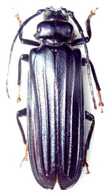 Chorenta reticulatus