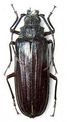 Stictosomus semicostatus