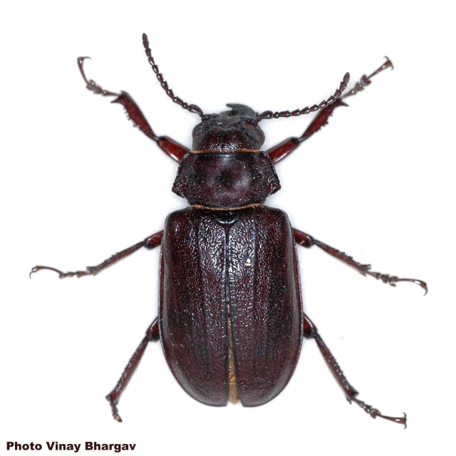 Cantharocnemis (Cantharocnemis) downesi 