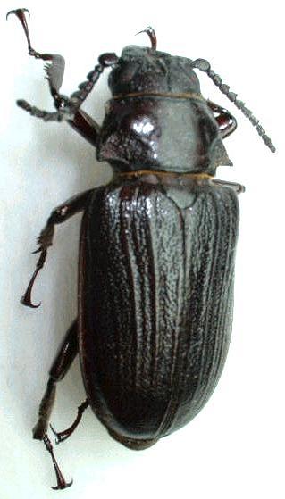 Cantharocnemis (Cantharoplatys) plicipennis