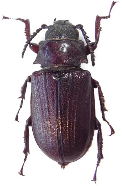 Cantharocnemis (Cantharoplatys) plicipennis