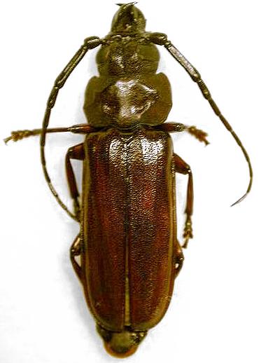 Eurypoda (Neoprion) batesi