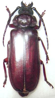 Eurypoda (Neoprion) batesi