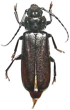 Eurypoda (Eurypoda) boninensis