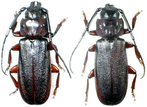 Eurypoda (Eurypoda) antennata unicolor