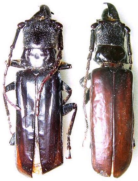 Palaeomegopis lameerei