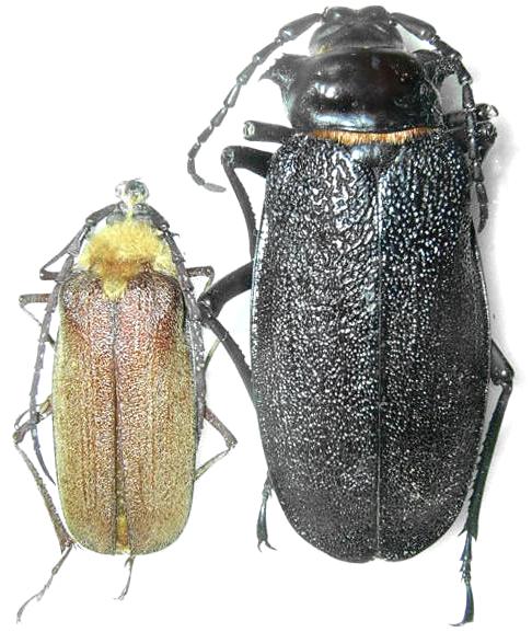 Acanthinodera cumingii