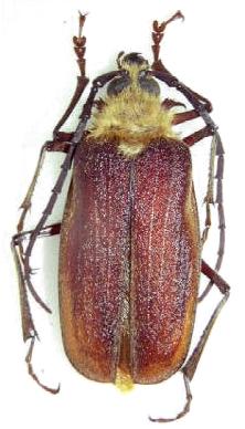 Acanthinodera cumingii