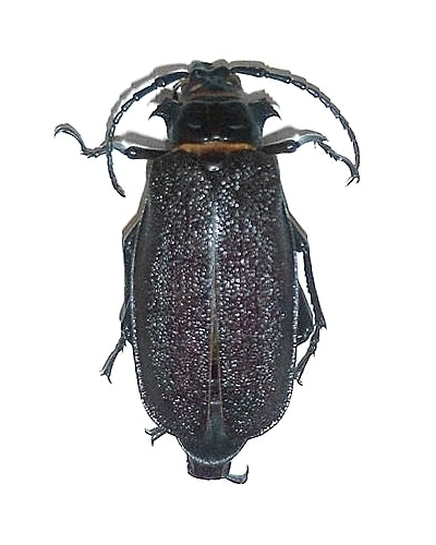 Acanthinodera cumingii