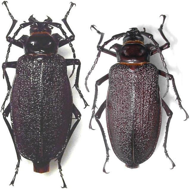 Acanthinodera cumingii