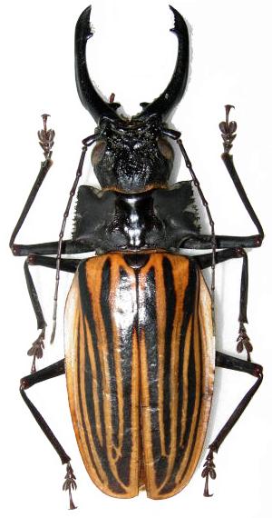 Macrodontia castroi