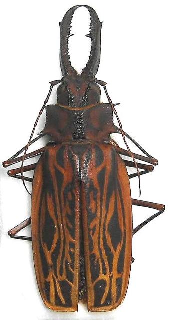 Macrodontia cervicornis