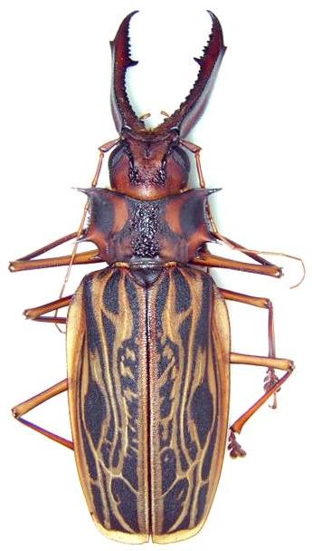 Macrodontia cervicornis