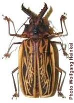 Macrodontia cervicornis