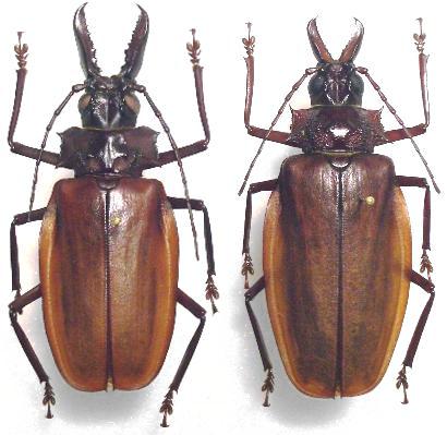 Macrodontia crenata