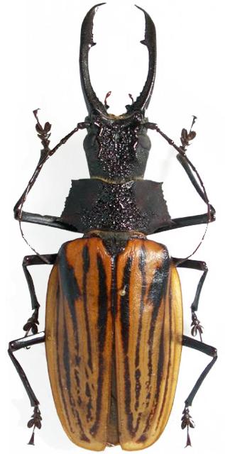 Macrodontia dejeani