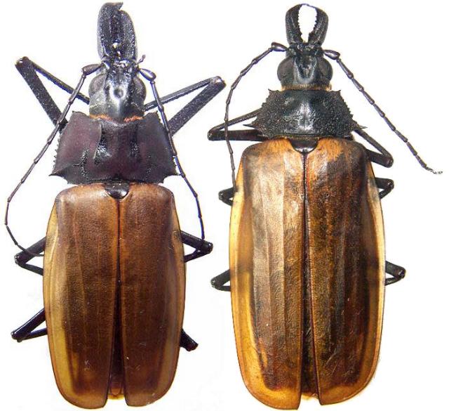 標本 Macrodontia flavipennis 61mm female Prioninae Macrodontiini Macrodontia flavipennis