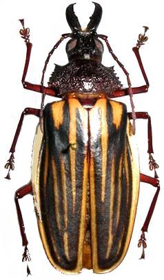 Prioninae Macrodontiini Macrodontia marechali