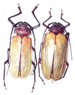Agrianome spinicollis