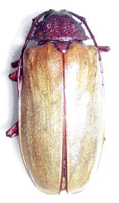 Agrianome spinicollis