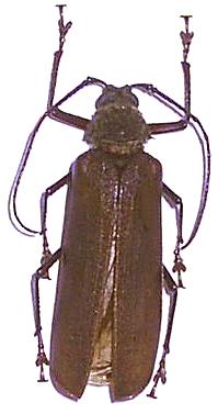 Rugosophysis grassator
